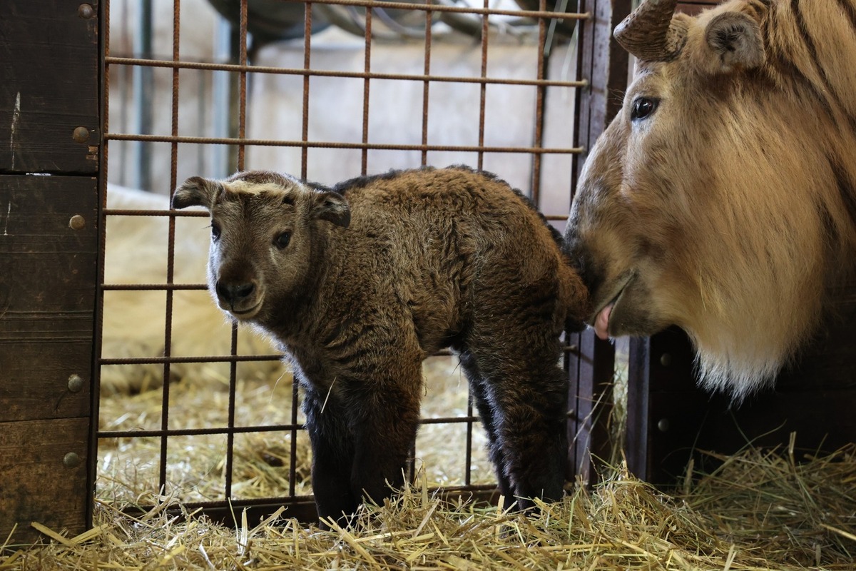 FOTO:  Vzácne mláďa takina zlatého v Zoo Bratislava, foto 6