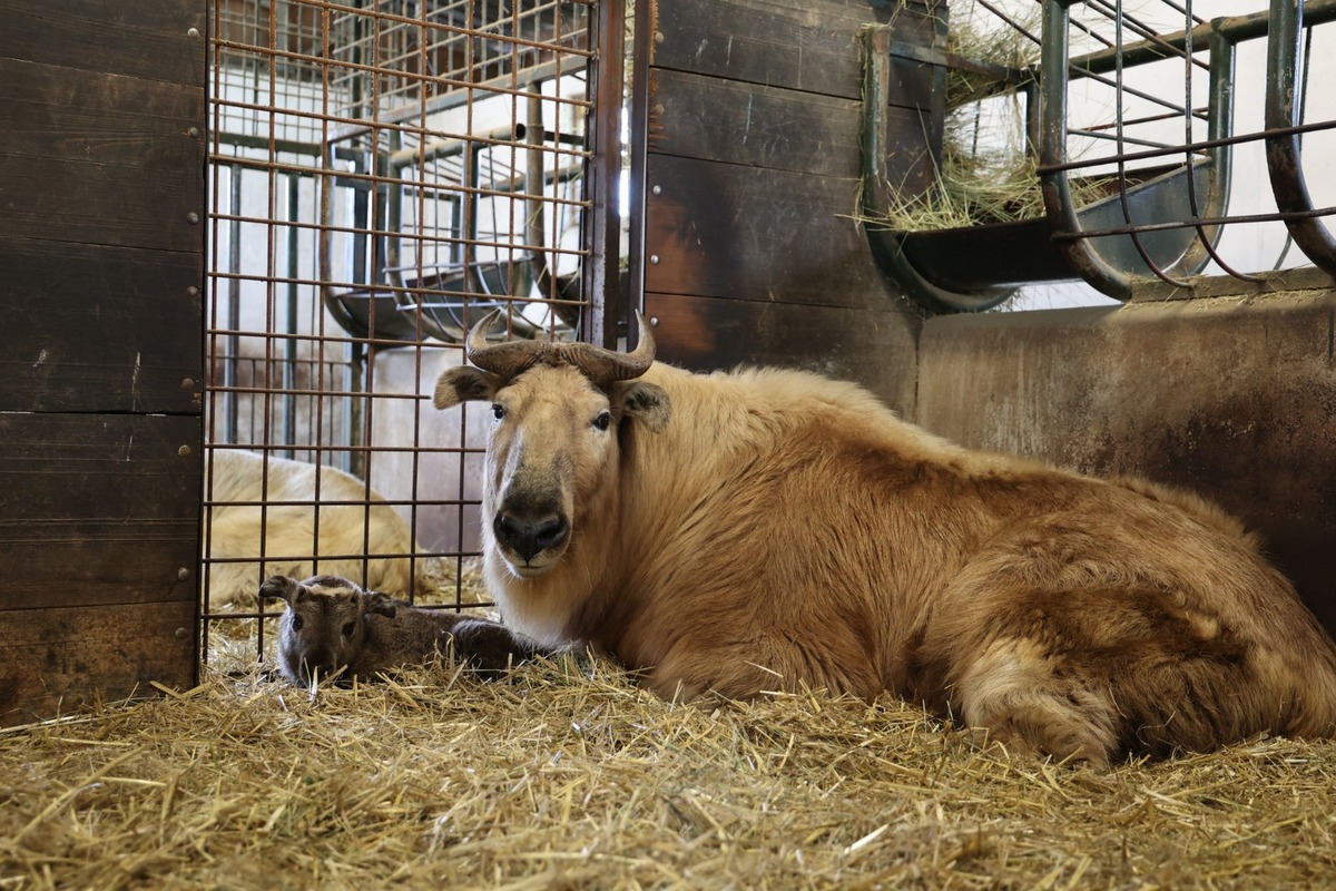 FOTO:  Vzácne mláďa takina zlatého v Zoo Bratislava, foto 7