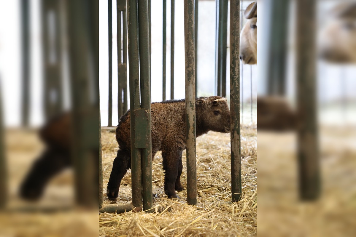 FOTO:  Vzácne mláďa takina zlatého v Zoo Bratislava, foto 8