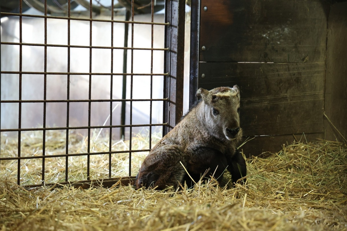 FOTO:  Vzácne mláďa takina zlatého v Zoo Bratislava, foto 9
