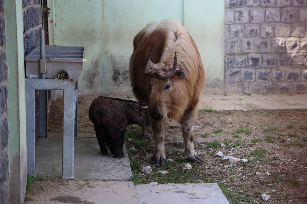 FOTO:  Vzácne mláďa takina zlatého v Zoo Bratislava, foto 10