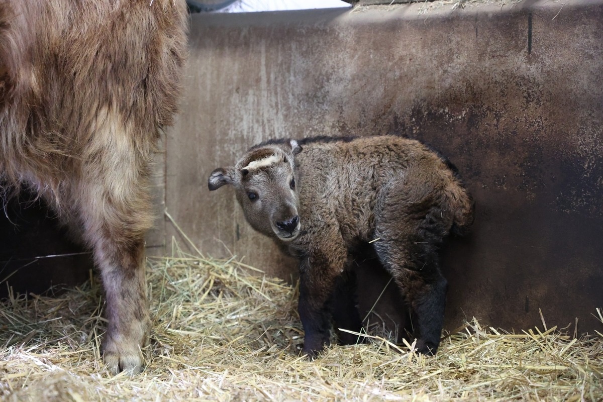 FOTO:  Vzácne mláďa takina zlatého v Zoo Bratislava, foto 11