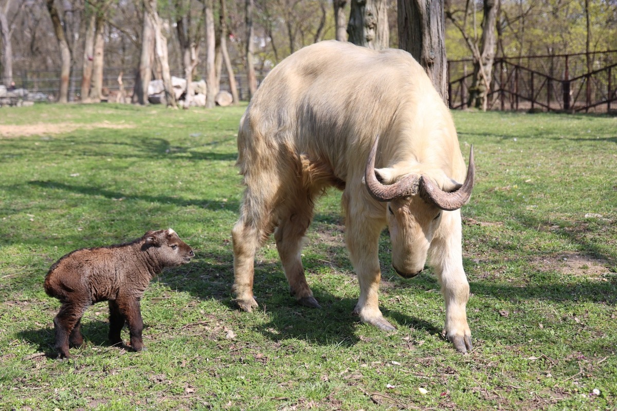FOTO:  Vzácne mláďa takina zlatého v Zoo Bratislava, foto 12