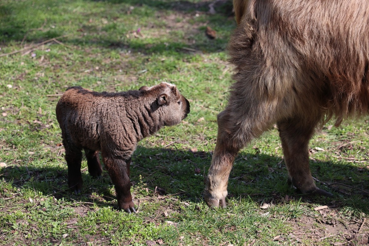 FOTO:  Vzácne mláďa takina zlatého v Zoo Bratislava, foto 13