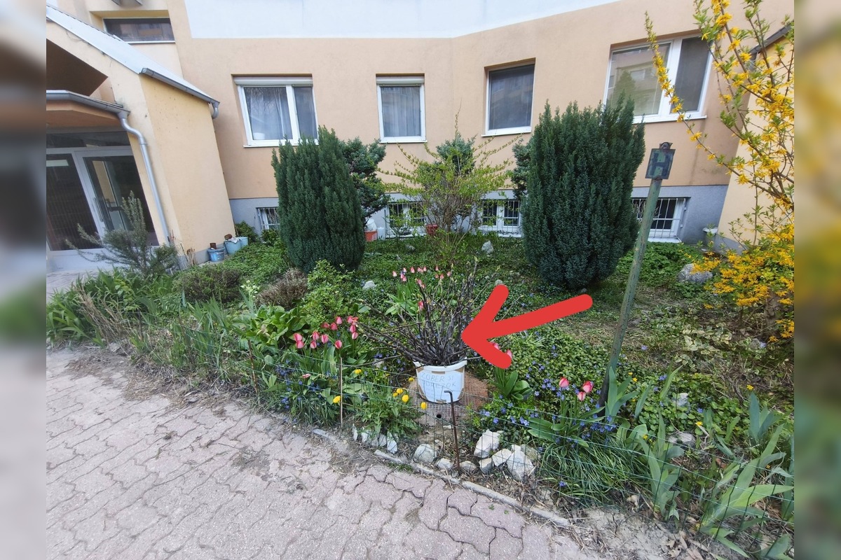 FOTO: Žena z Karlovej Vsi ponúka odrezky figovníka celkom zadarmo. Tu si pre ne môžete prísť, foto 2