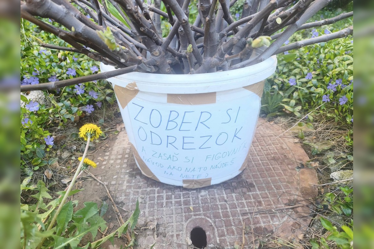 FOTO: Žena z Karlovej Vsi ponúka odrezky figovníka celkom zadarmo. Tu si pre ne môžete prísť, foto 3