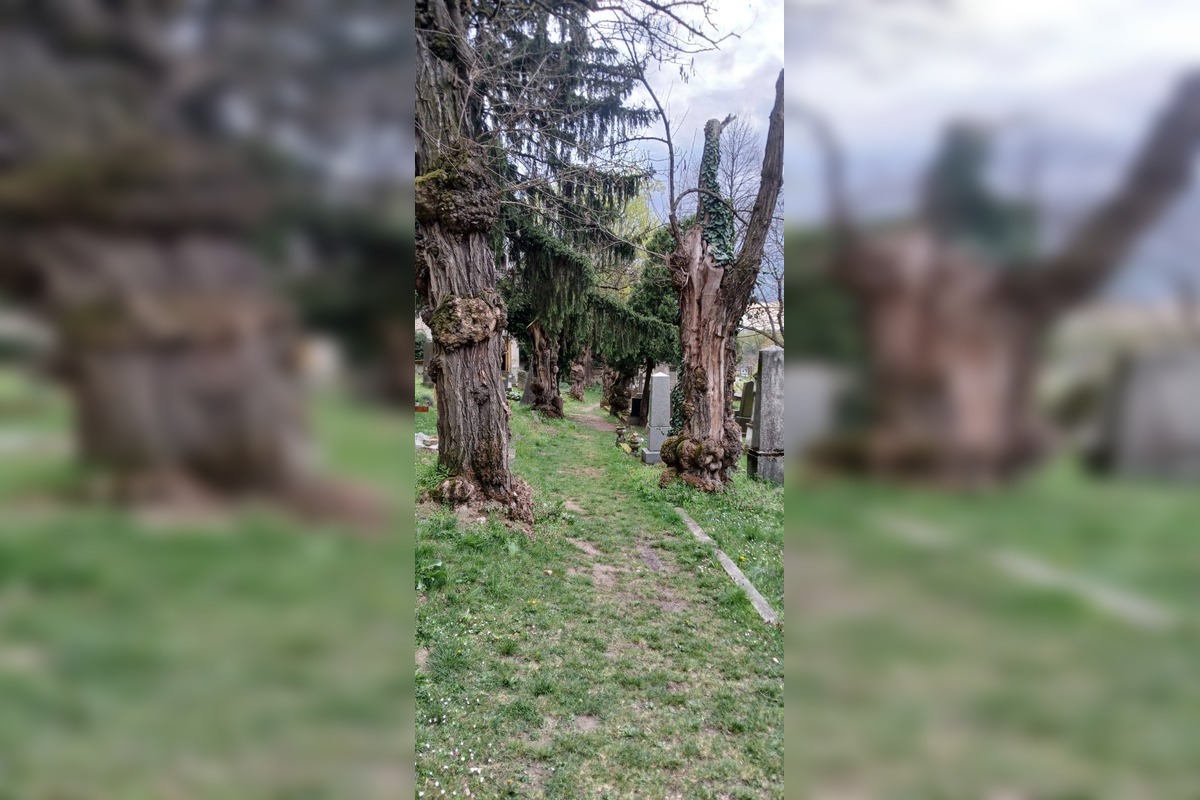FOTO: Bratislavou sa šíria reči o zavretí Mikulášskeho cintorína. Aká je pravda? , foto 1