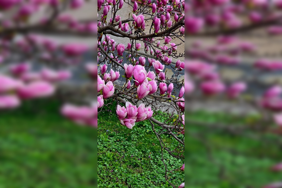 FOTO: Najkrajšie magnólie v Bratislave a okolí, foto 2