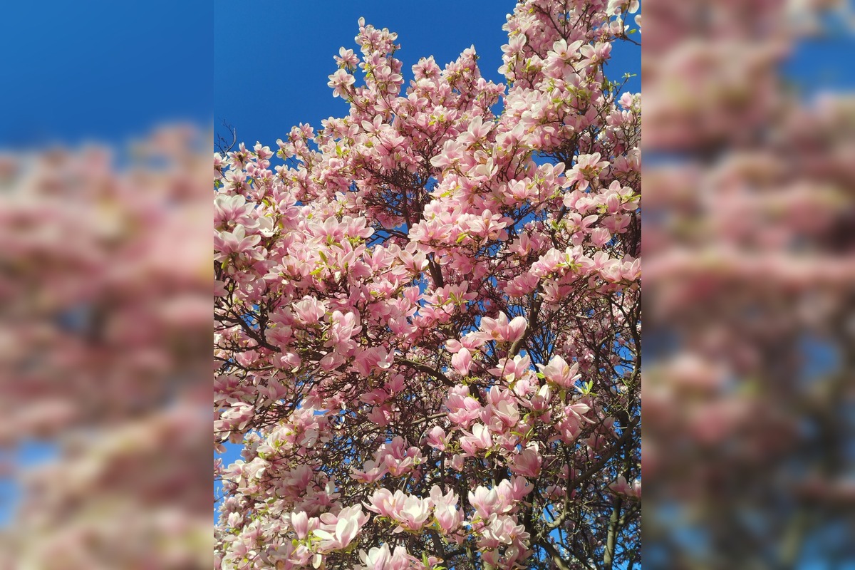 FOTO: Najkrajšie magnólie v Bratislave a okolí, foto 3