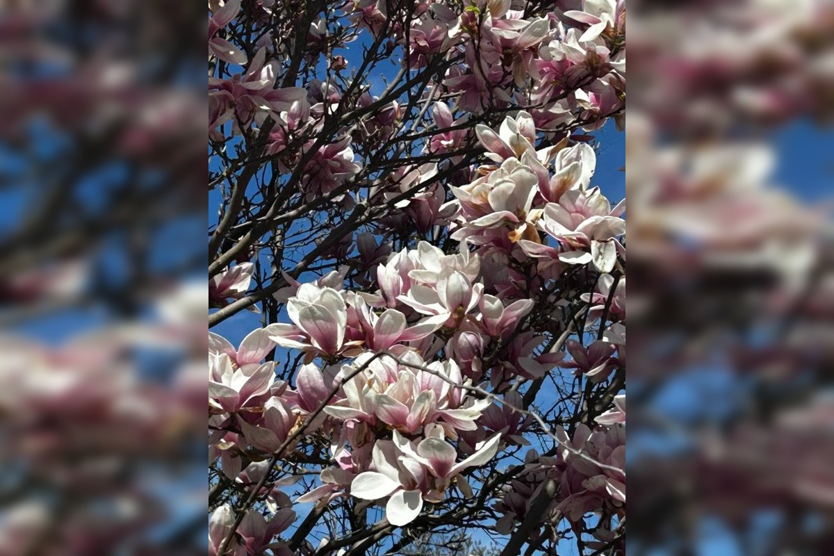 FOTO: Najkrajšie magnólie v Bratislave a okolí, foto 5