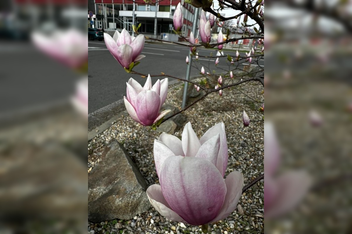FOTO: Najkrajšie magnólie v Bratislave a okolí, foto 6