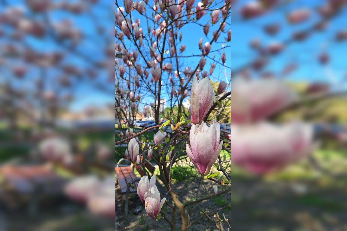 FOTO: Najkrajšie magnólie v Bratislave a okolí, foto 7