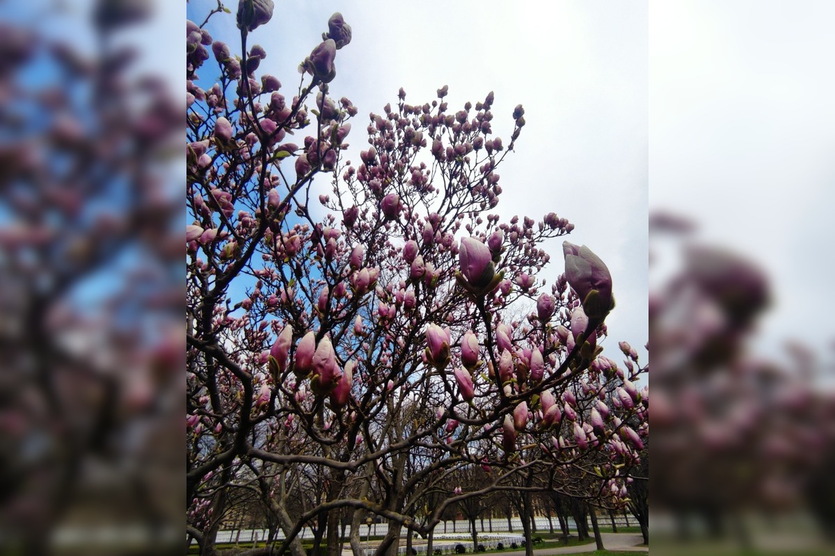 FOTO: Najkrajšie magnólie v Bratislave a okolí, foto 8