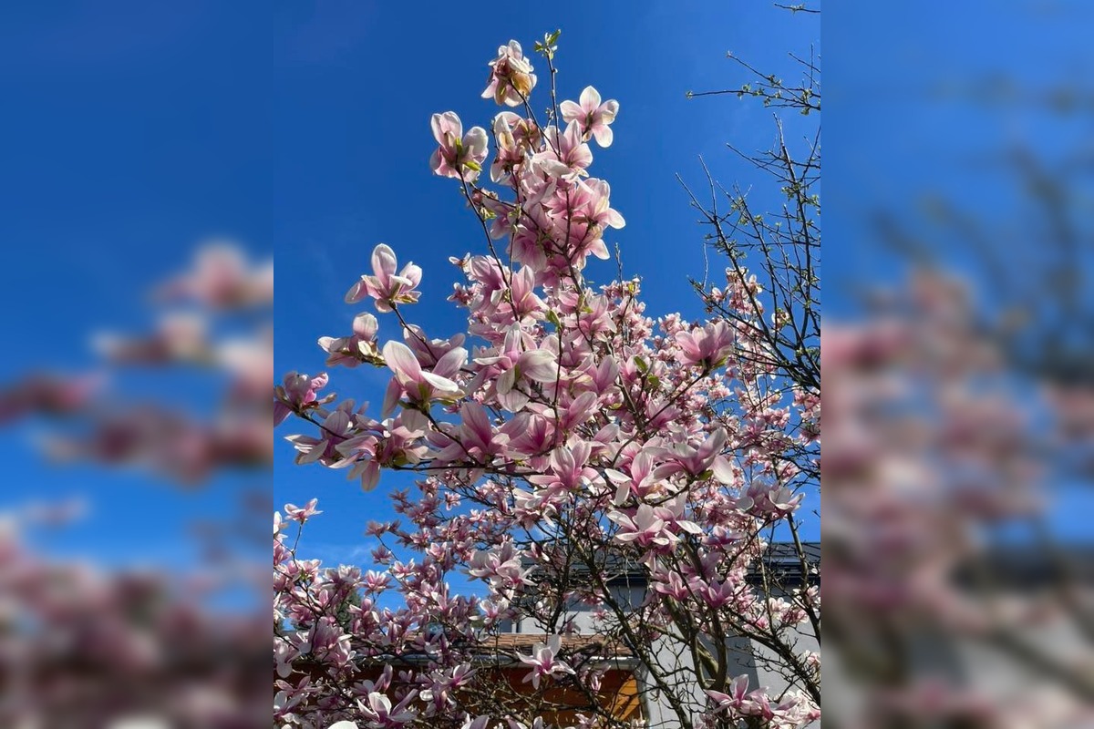 FOTO: Najkrajšie magnólie v Bratislave a okolí, foto 9