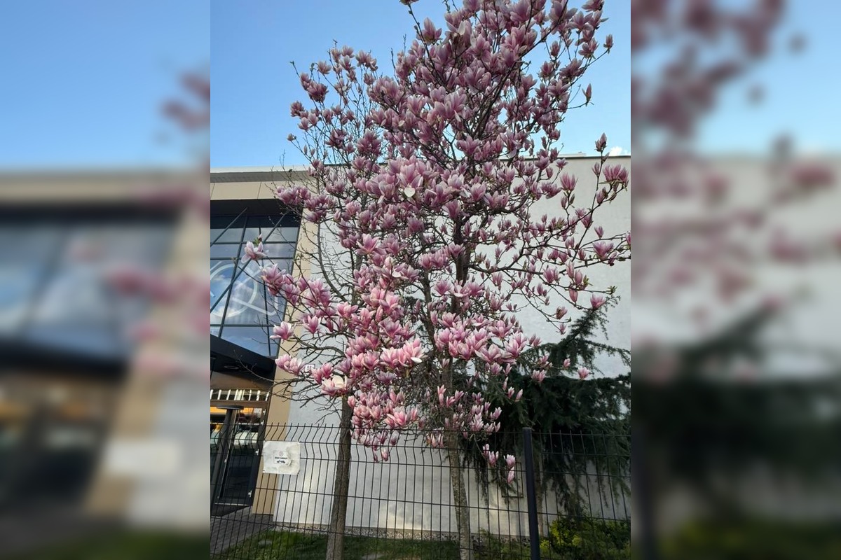 FOTO: Najkrajšie magnólie v Bratislave a okolí, foto 10