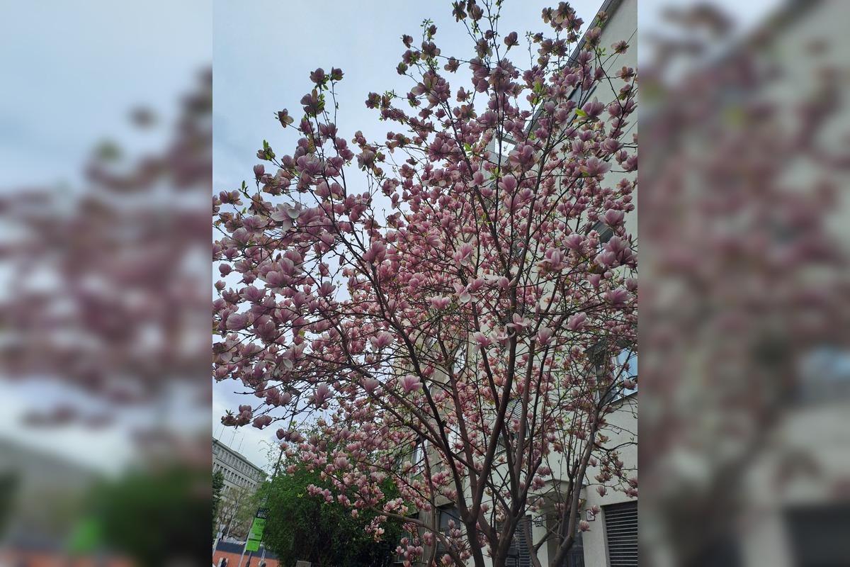 FOTO: Najkrajšie magnólie v Bratislave a okolí, foto 11