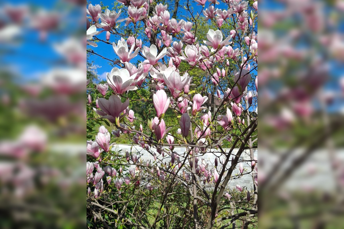 FOTO: Najkrajšie magnólie v Bratislave a okolí, foto 12