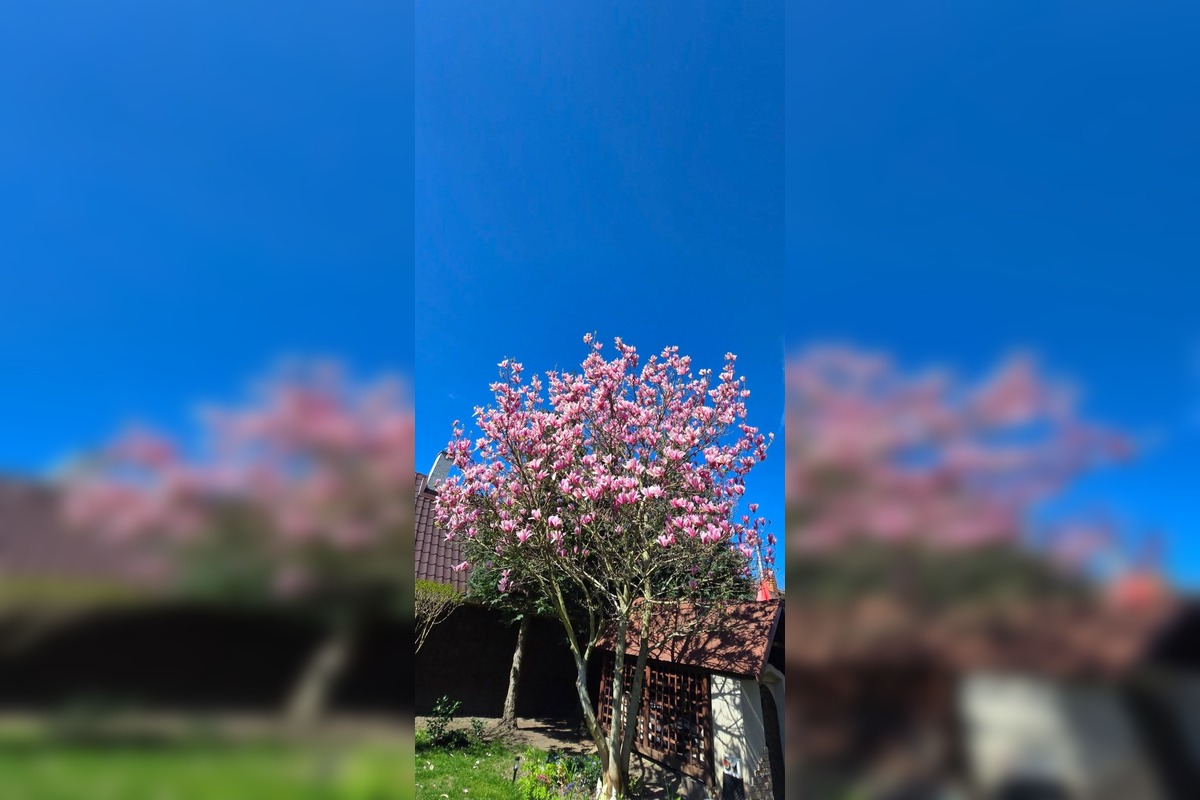 FOTO: Najkrajšie magnólie v Bratislave a okolí, foto 13