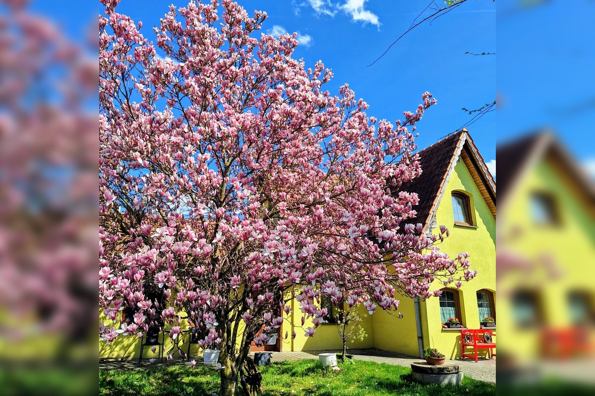 FOTO: Najkrajšie magnólie v Bratislave a okolí, foto 14