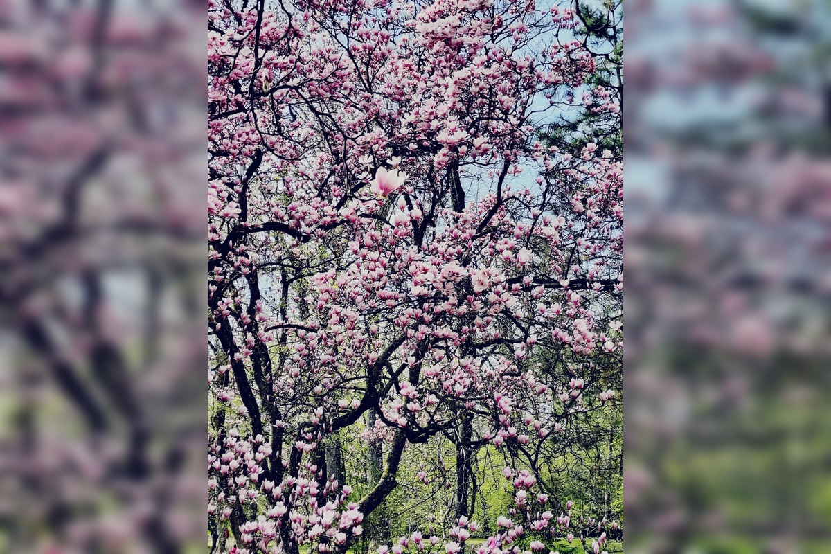 FOTO: Najkrajšie magnólie v Bratislave a okolí, foto 15