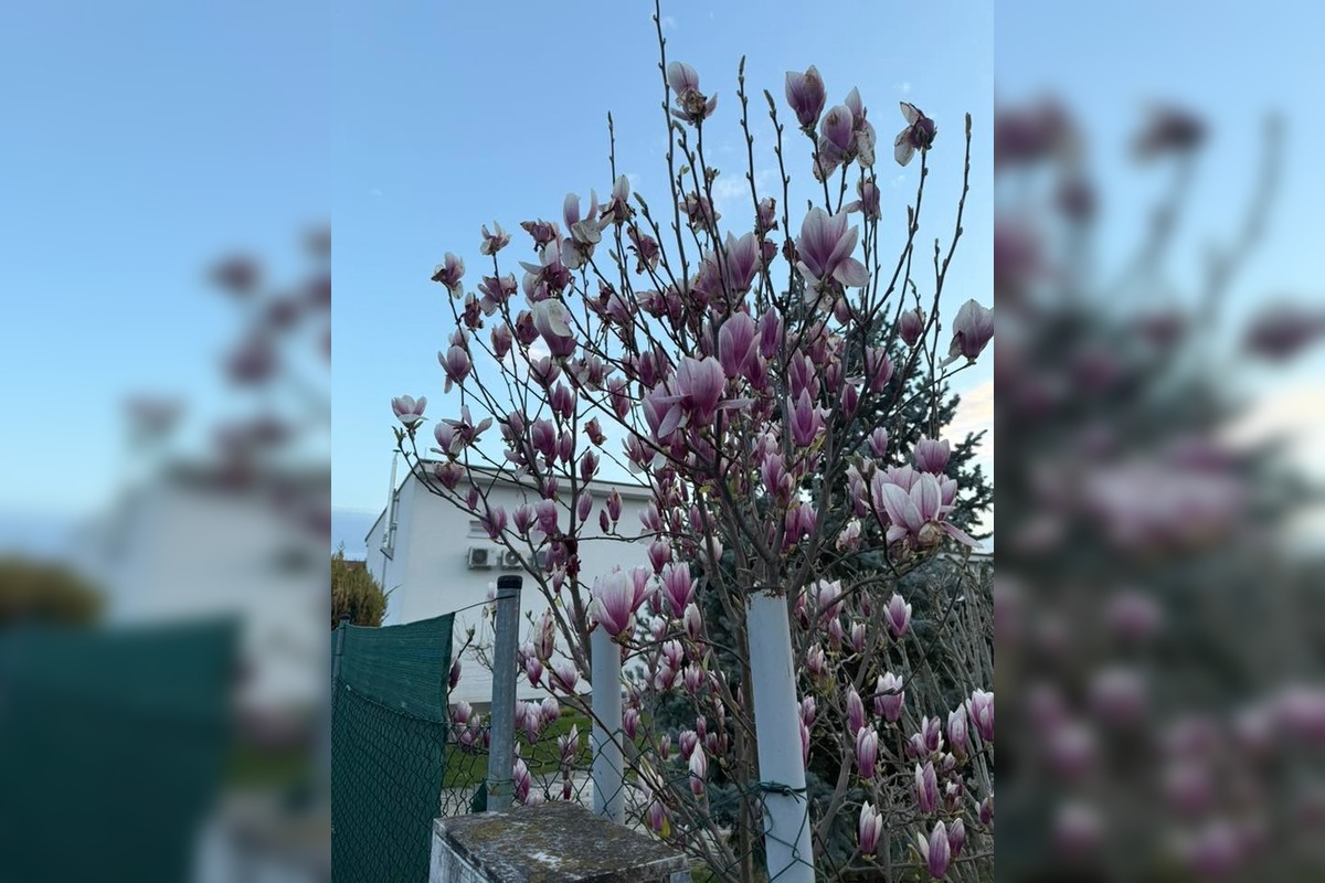 FOTO: Najkrajšie magnólie v Bratislave a okolí, foto 16