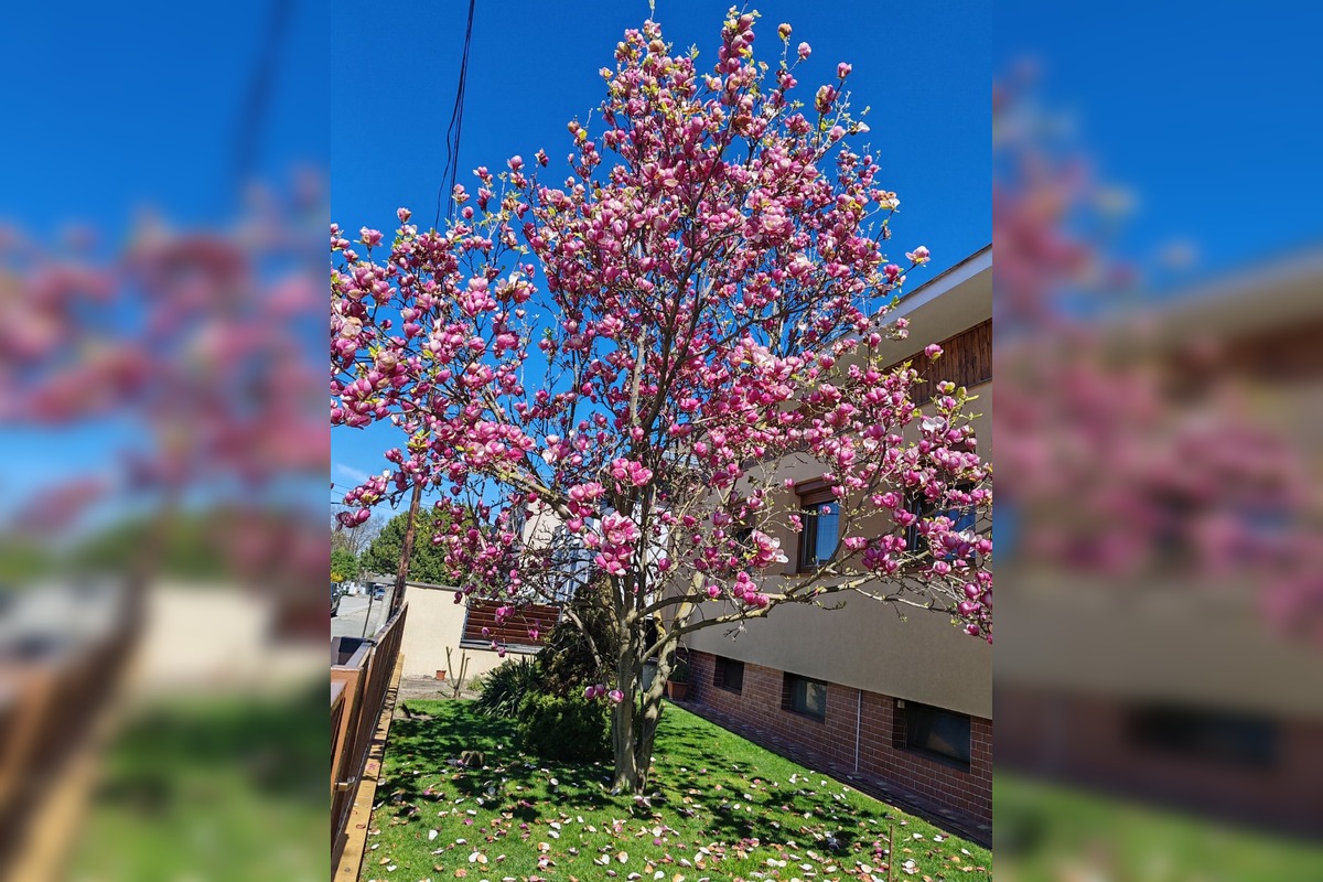 FOTO: Najkrajšie magnólie v Bratislave a okolí, foto 17