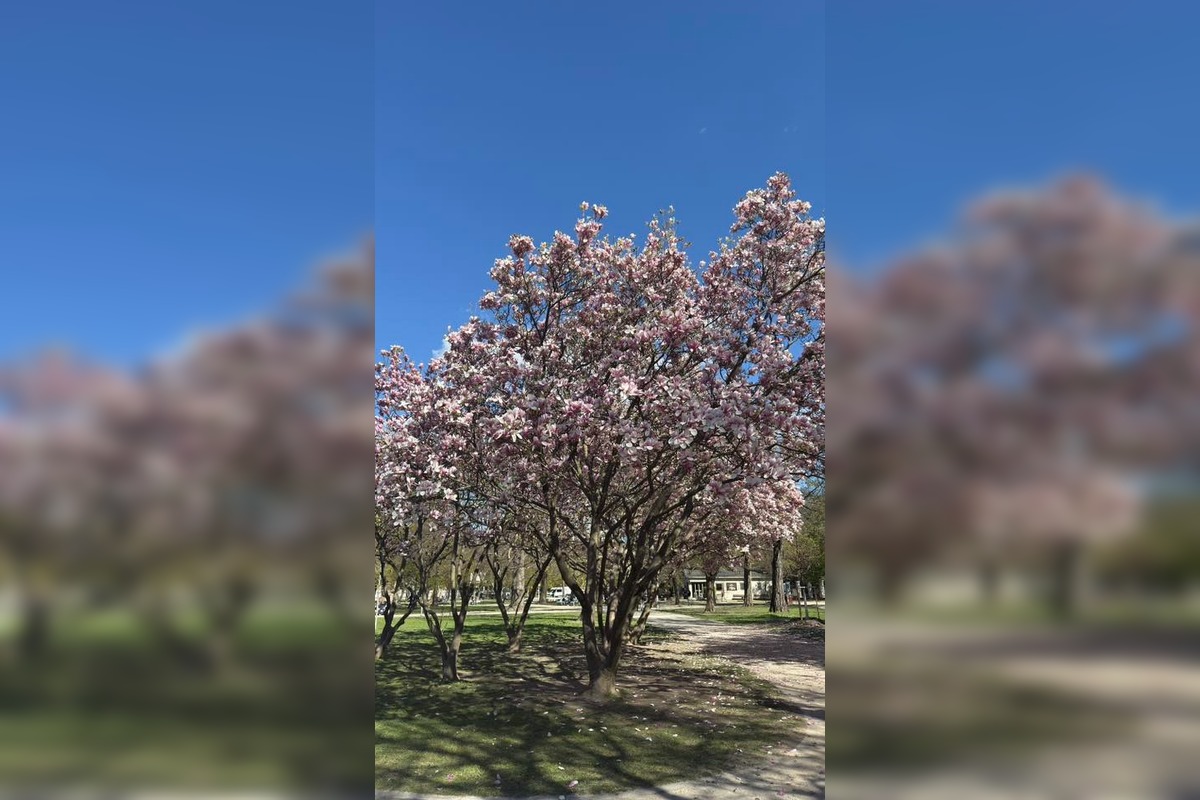 FOTO: Najkrajšie magnólie v Bratislave a okolí, foto 18