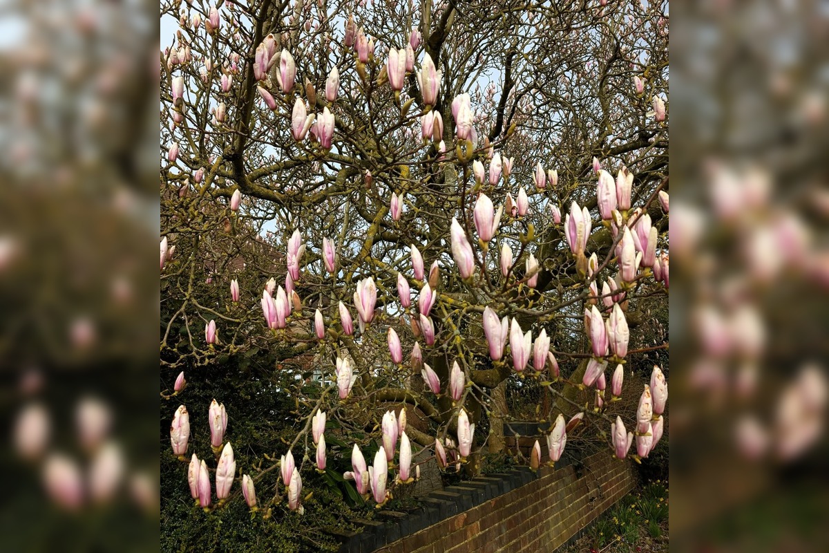 FOTO: Najkrajšie magnólie v Bratislave a okolí, foto 19