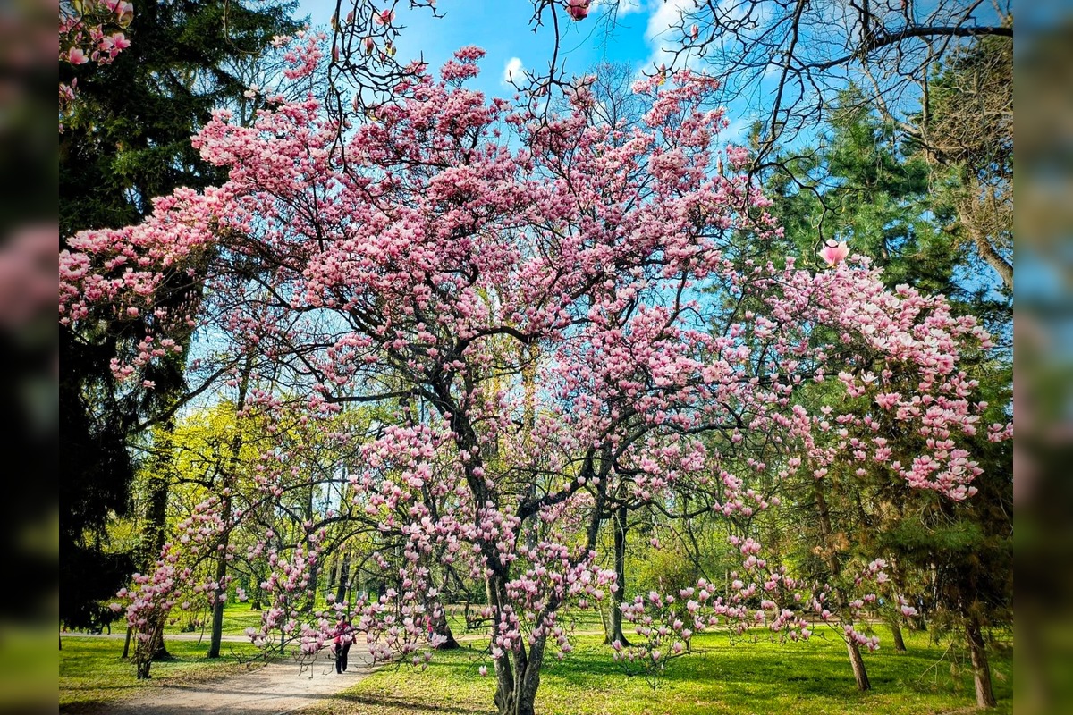 FOTO: Najkrajšie magnólie v Bratislave a okolí, foto 20