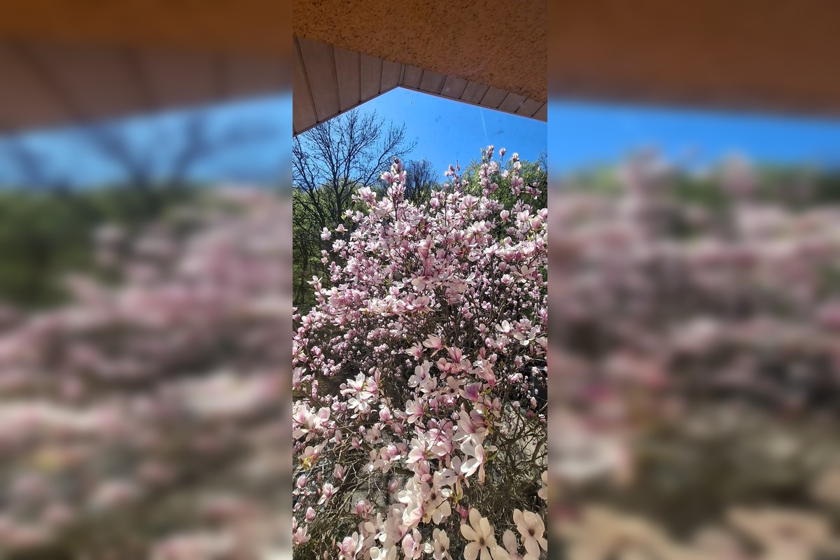 FOTO: Najkrajšie magnólie v Bratislave a okolí, foto 21