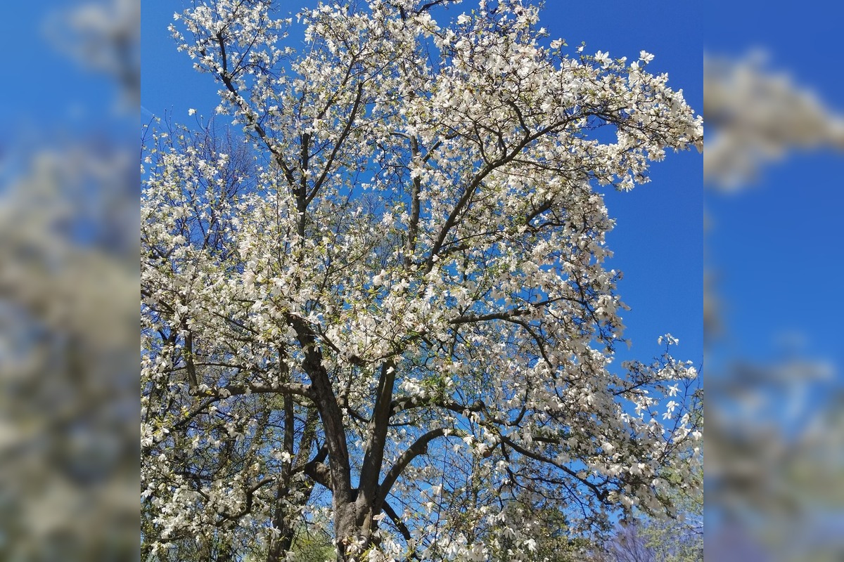 FOTO: Najkrajšie magnólie v Bratislave a okolí, foto 22