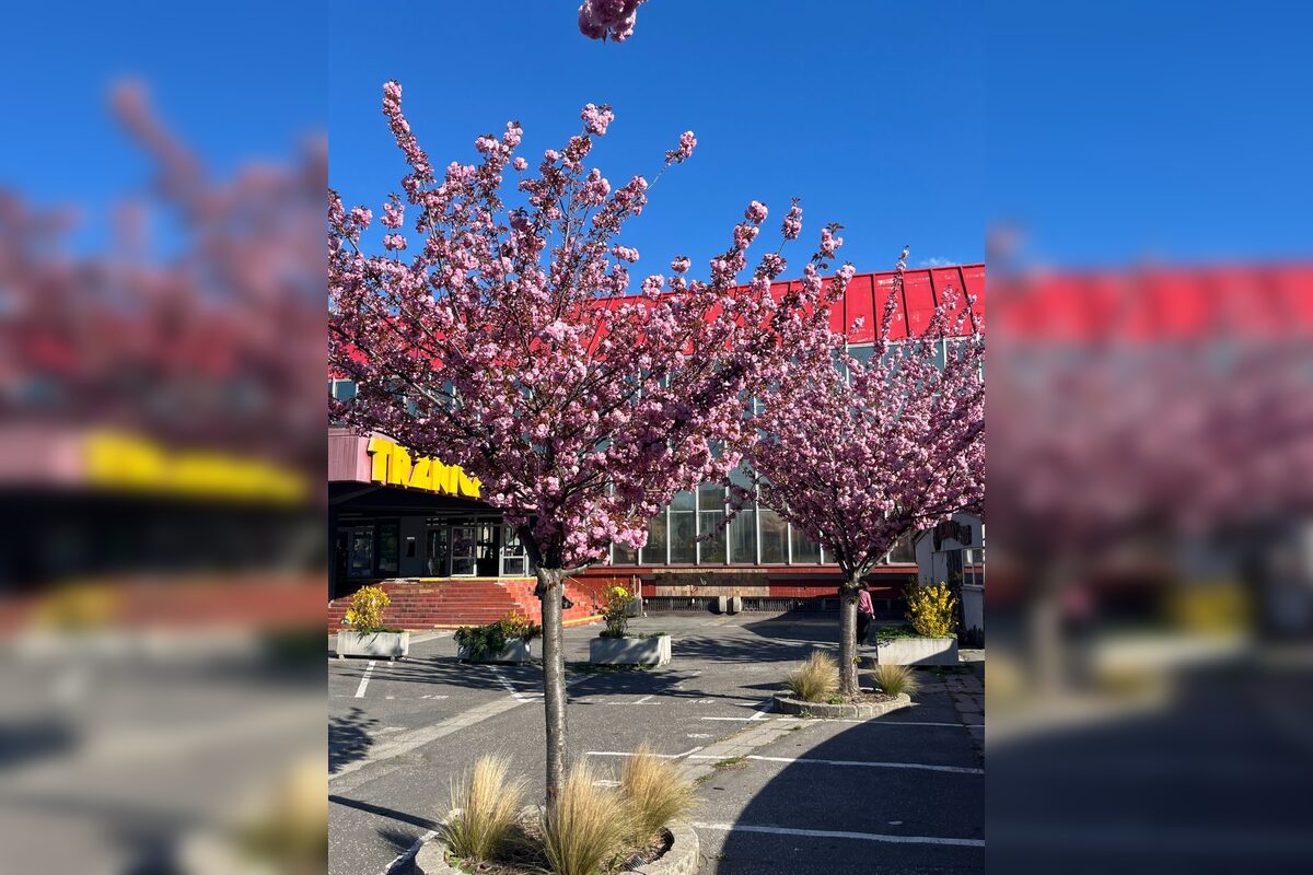 FOTO: Sakury na Trnavskom mýte, foto 1