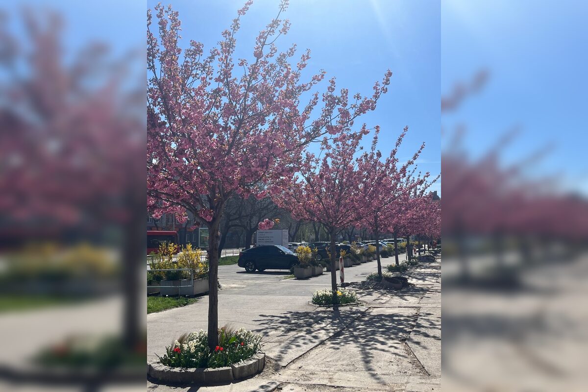 FOTO: Sakury na Trnavskom mýte, foto 2