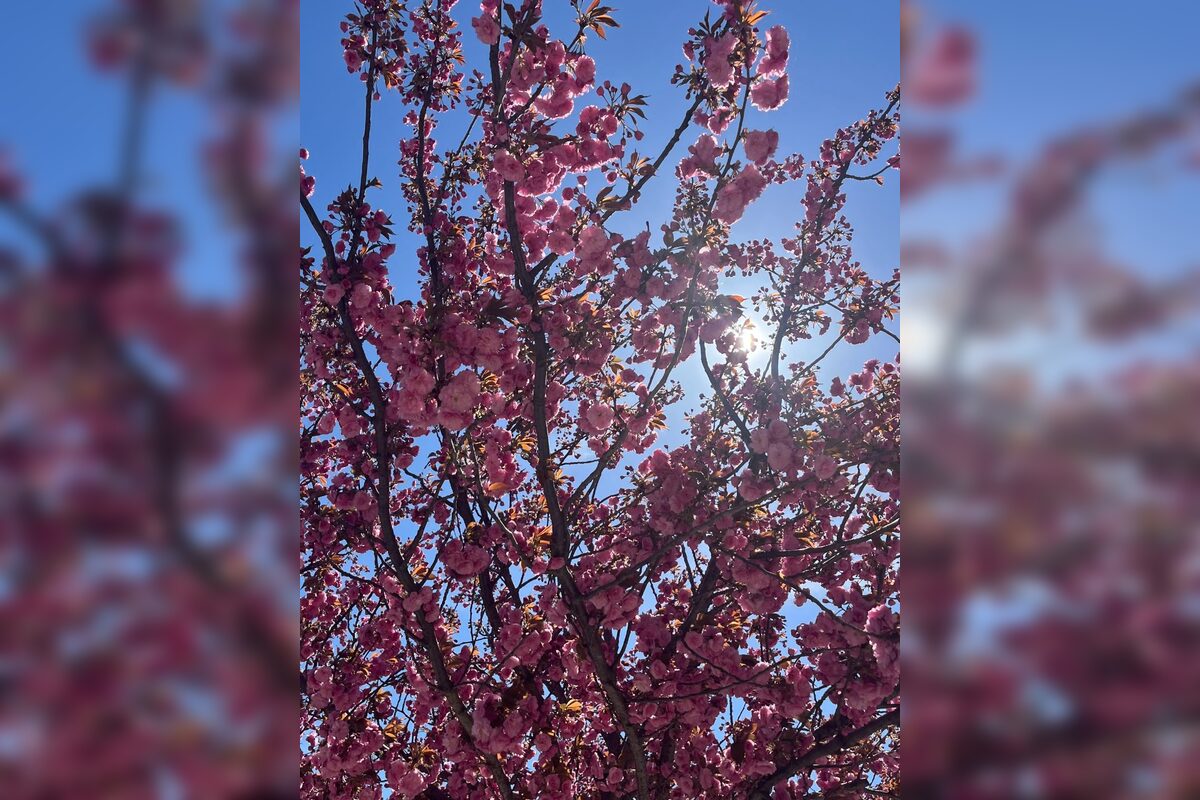 FOTO: Sakury na Trnavskom mýte, foto 3