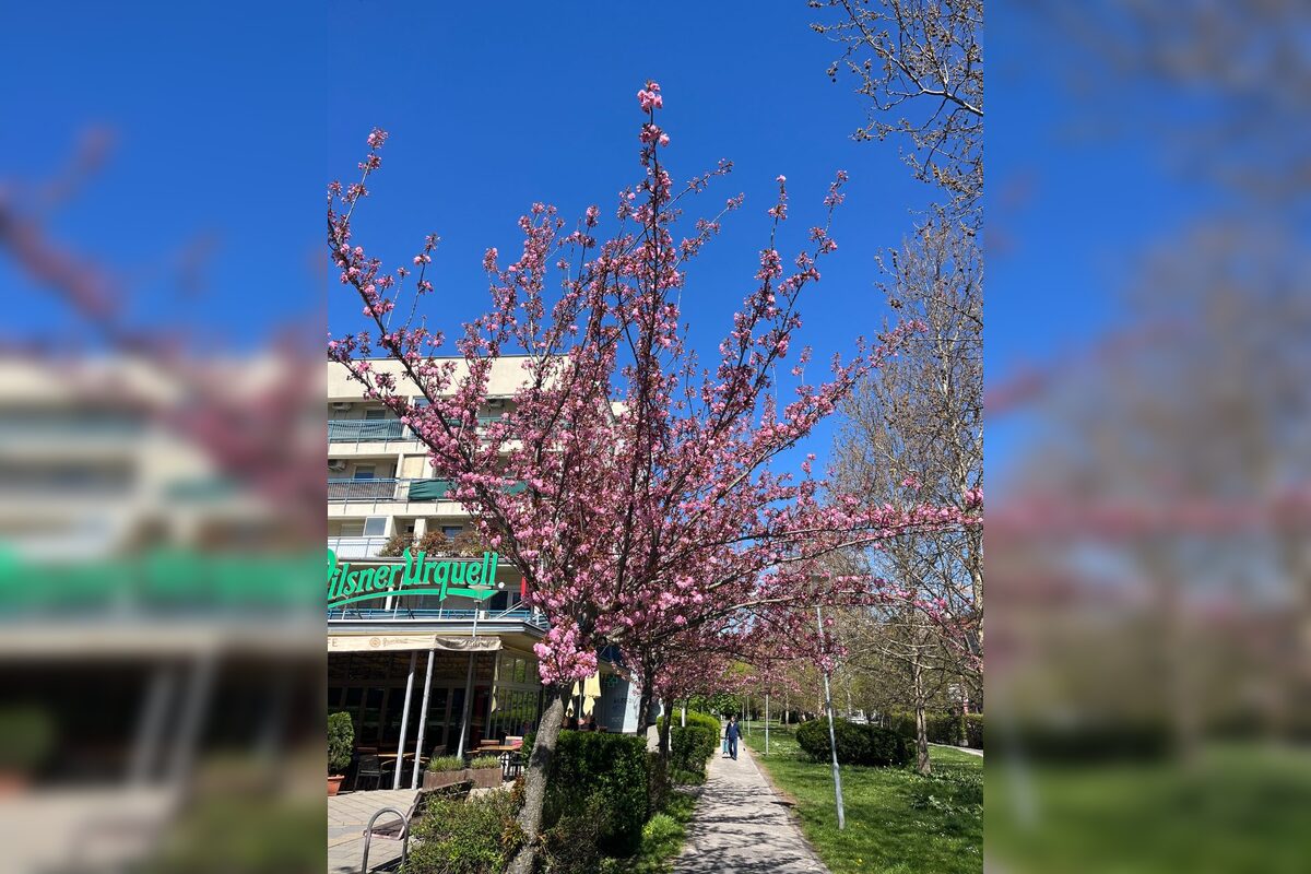 FOTO: Sakury na Trnavskom mýte, foto 4