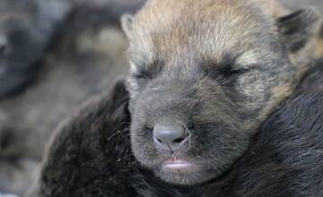 FOTO: Policajným psom sa narodili malinké šteniatka