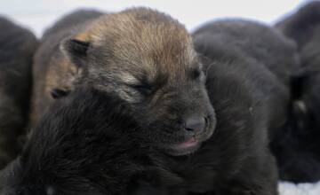 FOTO: Policajným psom sa narodili malinké šteniatka