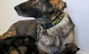 FOTO: Policajným psom sa narodili malinké šteniatka