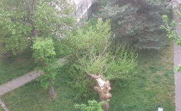 FOTO: Pohroma v Bratislave. Pre silný vietor v meste padajú stromy