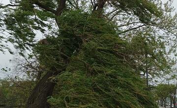 FOTO: Pohroma v Bratislave. Pre silný vietor v meste padajú stromy