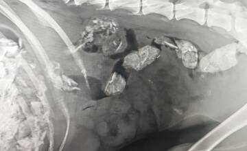 FOTO: Utýraný a vyhladovaný Odin mal v tele starší brok