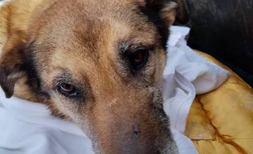 FOTO: Utýraný a vyhladovaný Odin mal v tele starší brok