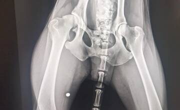 FOTO: Utýraný a vyhladovaný Odin mal v tele starší brok