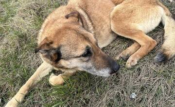 FOTO: Utýraný a vyhladovaný Odin mal v tele starší brok