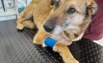 FOTO: Utýraný a vyhladovaný Odin mal v tele starší brok