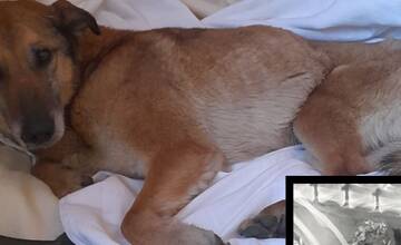 FOTO: Utýraný a vyhladovaný Odin mal v tele starší brok