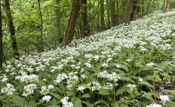 FOTO: V bratislavských mestských lesoch kvitne medvedí cesnak