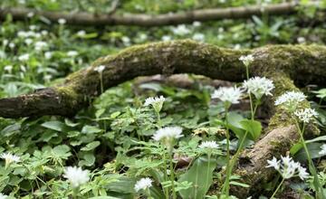 FOTO: V bratislavských mestských lesoch kvitne medvedí cesnak