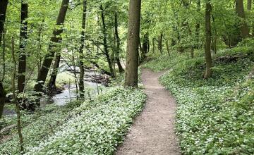 FOTO: V bratislavských mestských lesoch kvitne medvedí cesnak