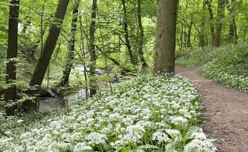 FOTO: V bratislavských mestských lesoch kvitne medvedí cesnak